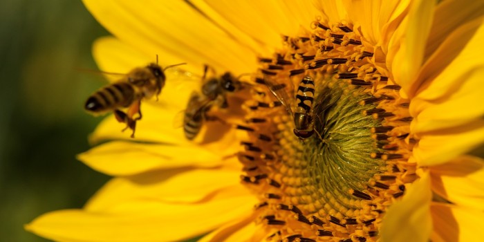 Es ist für alle genug da – “Fülle” – (Bild 0001) Es ist für alle genug da – “Fülle” – (Bild 0001)