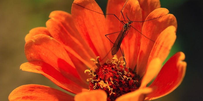 “Rauschiges Orange” – (Bild 0003) “Rauschiges Orange” – (Bild 0003)