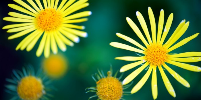 “Sonnenwelten” – (Bild 0004) “Sonnenwelten” – (Bild 0004)