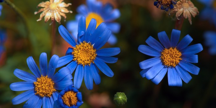 “Familie in Blau – alle Generationen” – (Bild 0005) “Familie in Blau – alle Generationen” – (Bild 0005)