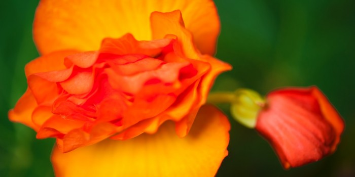 “Schmetterling” – (Bild 0007) “Schmetterling” – (Bild 0007)