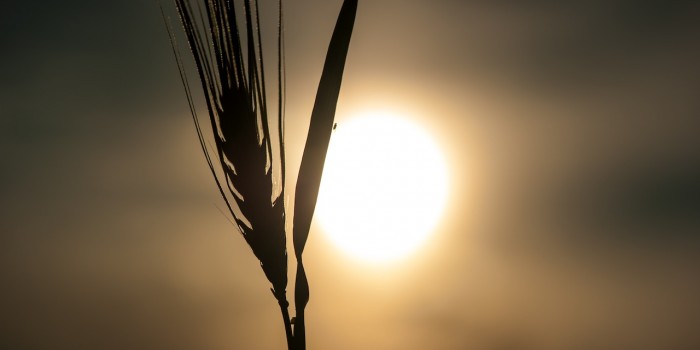 “ZEN – die Vollkommenheit der Schlichtheit” – (Bild 0008) “ZEN – die Vollkommenheit der Schlichtheit” – (Bild 0008)