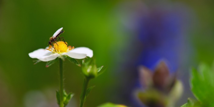 “Zarte Schönheit im Pollenkleid” – (Bild 0009) “Zarte Schönheit im Pollenkleid” – (Bild 0009)
