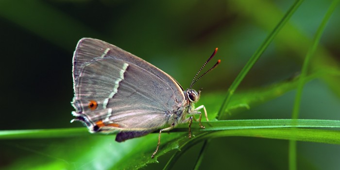 “Anmutiger Schmetterling im Sonnenbad” – (Bild 0013) “Anmutiger Schmetterling im Sonnenbad” – (Bild 0013)