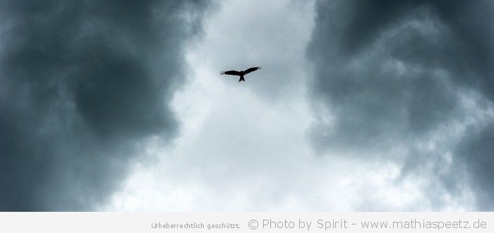 “Himmelsbote” – (Bild 0022)
