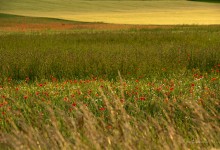 “Blütenwellen im Getreidemeer” – (Bild 0023)