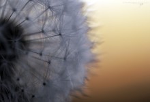 “Flugsamen in Bereitschaft – eingebettet im warmen Licht des Sonnenuntergangs” – (Bild 0032)