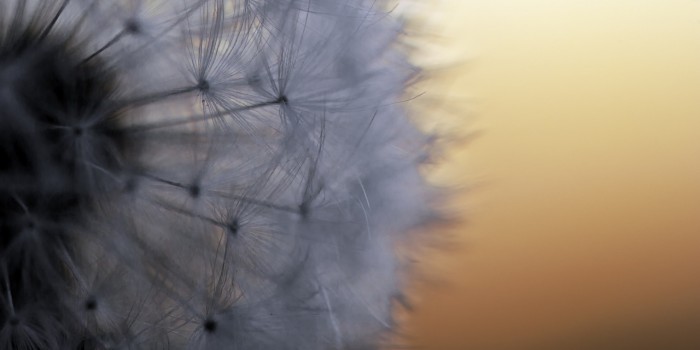 “Flugsamen in Bereitschaft – eingebettet im warmen Licht des Sonnenuntergangs” – (Bild 0032) “Flugsamen in Bereitschaft – eingebettet im warmen Licht des Sonnenuntergangs” – (Bild 0032)