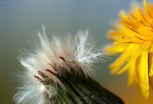 “Von der Blüte zur Reife” – (Bild 0036)