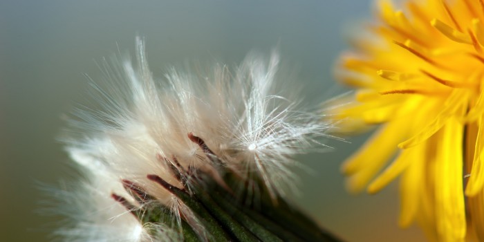 “Von der Blüte zur Reife” – (Bild 0036) “Von der Blüte zur Reife” – (Bild 0036)