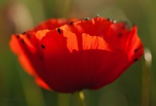 “Zepter mit Granatsplitter” – (Bild 0041)