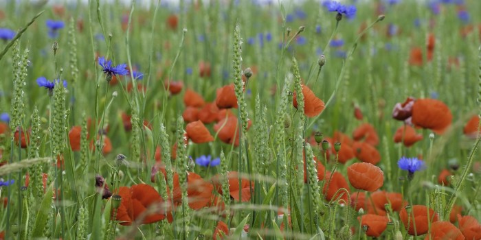 “Getreidefeld mit Mohn und Kornblume” – (Bild 0043) “Getreidefeld mit Mohn und Kornblume” – (Bild 0043)
