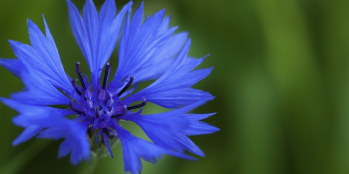 “Kornblumenblau” – (Bild 0044) “Kornblumenblau” – (Bild 0044)
