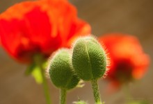 “Familie” – (Bild 0047)