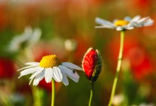 “Entfaltung = Entscheidung zum Leben” – (Bild 0048)