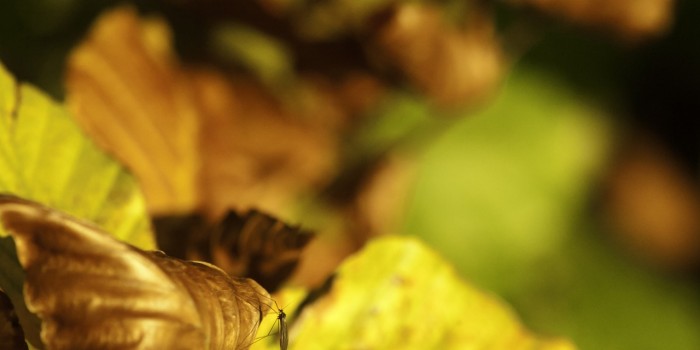 “Herbststimmung – zart und farbenfroh” – (Bild 0070) “Herbststimmung – zart und farbenfroh” – (Bild 0070)