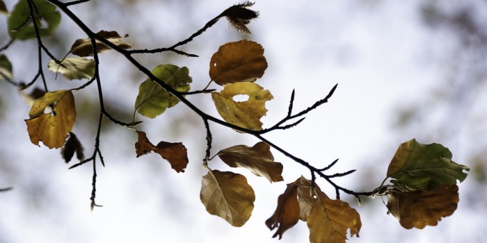 “Im Vergehen und Werden – wir sind nie alleim – immer mit dem Leben verbunden” – (Bild 0071) “Im Vergehen und Werden – wir sind nie alleim – immer mit dem Leben verbunden” – (Bild 0071)