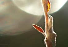 “Der Sonne entgegen” – (Bild 0093)