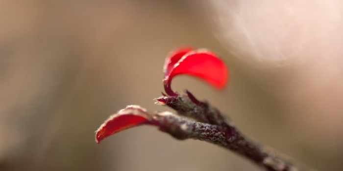 “Rote Blätter” – (Bild 0092) “Rote Blätter” – (Bild 0092)