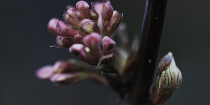 “Entfaltung” – (Bild 0097) “Entfaltung” – (Bild 0097)