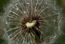 “Pusteblume mit Herz” (Bild 109)
