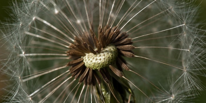 “Pusteblume mit Herz” (Bild 109) “Pusteblume mit Herz” (Bild 109)