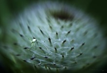 “Spinnenwebkunst in einer Distel mit Künstlerspinne” – (Bild: 0112)