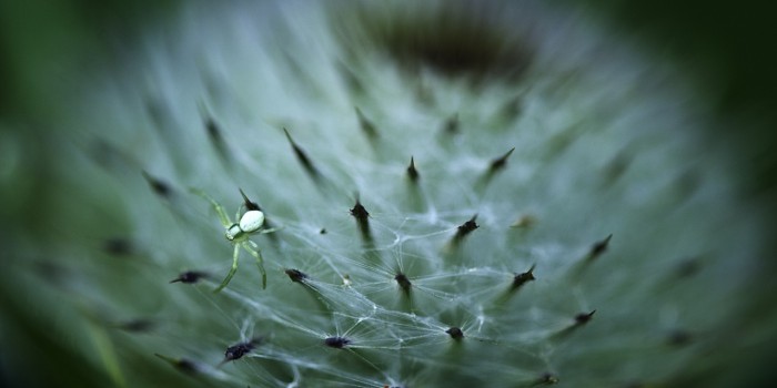 “Spinnenwebkunst in einer Distel mit Künstlerspinne” – (Bild: 0112) “Spinnenwebkunst in einer Distel mit Künstlerspinne” – (Bild: 0112)