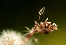 “erhoben” – (Bild 0079)