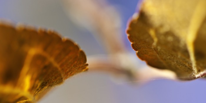 “Herbstblattimpression” – (Bild 0116) “Herbstblattimpression” – (Bild 0116)