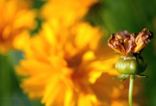 “Krone im Sonnenglanz” – (Bild: 0137)