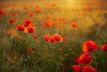 “Nach Hause – ins Licht” – (Bild 0042)