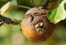 “Holzbirne” – (Bild 0134)