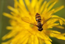“Meine Freundin die Schwebfliege” – (Bild 0135)