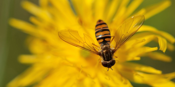 “Meine Freundin die Schwebfliege” – (Bild 0135) “Meine Freundin die Schwebfliege” – (Bild 0135)
