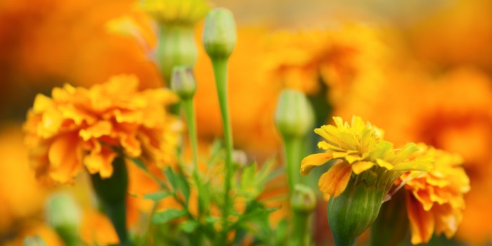 “Blumengemälde in grün-gelb-orange” – (Bild 0148) “Blumengemälde in grün-gelb-orange” – (Bild 0148)