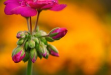 “Magenta im grünen Kleid mit Gold unterlegt” – (Bild 0147)