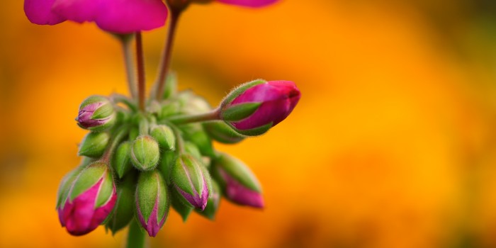 “Magenta im grünen Kleid mit Gold unterlegt” – (Bild 0147) “Magenta im grünen Kleid mit Gold unterlegt” – (Bild 0147)