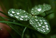 “Dreiblättriges Kleeblatt mit Wasserwelten” – (Bild 0149)