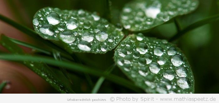 “Dreiblättriges Kleeblatt mit Wasserwelten” – (Bild 0149)