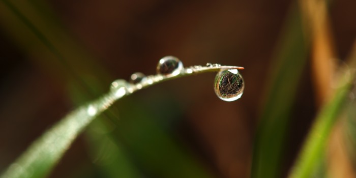 “In jedem Wassertropfen eine Welt” – (Bild 0136) “In jedem Wassertropfen eine Welt” – (Bild 0136)