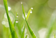 “Lebenstropfen” – (Bild 0145)