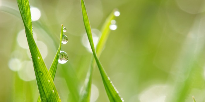 “Lebenstropfen” – (Bild 0145) “Lebenstropfen” – (Bild 0145)
