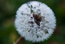 “Tautropfen durchdrängte Pusteblume im Herbst” – (Bild 0146)