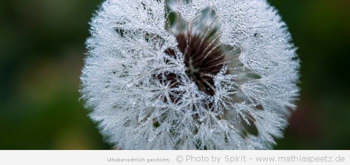 “Tautropfen durchdrängte Pusteblume im Herbst” – (Bild 0146)