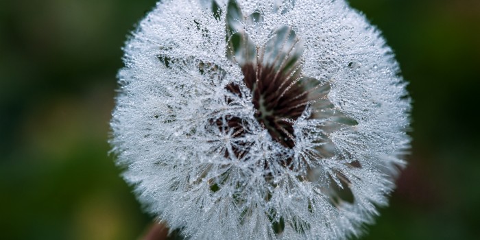 “Tautropfen durchdrängte Pusteblume im Herbst” – (Bild 0146) “Tautropfen durchdrängte Pusteblume im Herbst” – (Bild 0146)