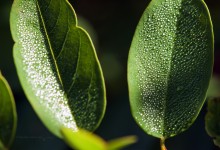 “Thron der Insekten” – (Bild 0155)