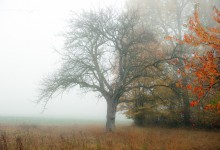 “Vom Nebel zum bunten Blatt” – (Bild 0157)