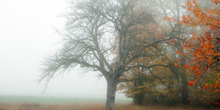 “Vom Nebel zum bunten Blatt” – (Bild 0157) “Vom Nebel zum bunten Blatt” – (Bild 0157)