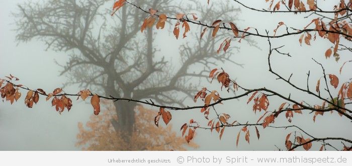 Herbstblätteräste durchdringen den Nebeltag” – (Bild 0150) Herbstblätteräste durchdringen den Nebeltag” – (Bild 0150)